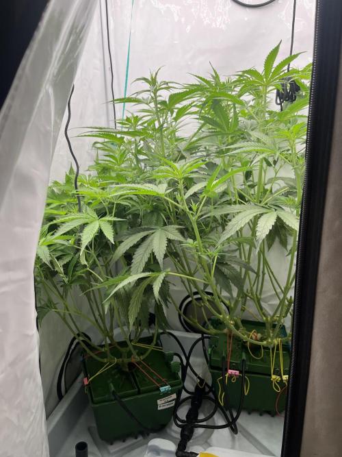 50 dragons + Grandpas deasel. Week 9 - Место критически мало, каждому нужен свой шкаф уже