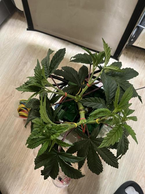 FruitGum UKHTA. Week 5 - Оброс