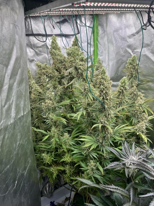 Do si DOS + coffee creamer x 50 dragons. Week 7