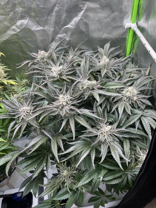 Do si DOS + coffee creamer x 50 dragons. Week 7