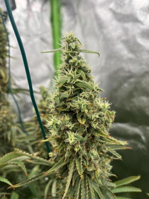 Do si DOS + coffee creamer x 50 dragons. Week 7