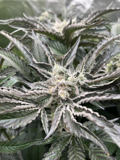 Do si DOS + coffee creamer x 50 dragons. Week 7