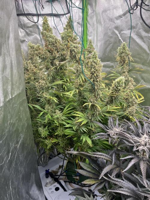 Do si DOS + coffee creamer x 50 dragons. Week 8 - Общий вид
Можно разглядеть плесень