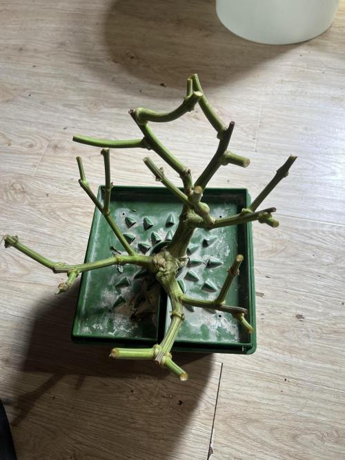 Do si DOS + coffee creamer x 50 dragons. Week 8 - Скелет