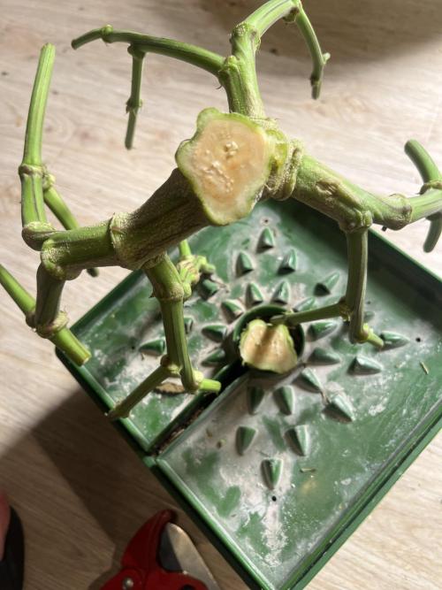 Do si DOS + coffee creamer x 50 dragons. Week 8 - Ствол