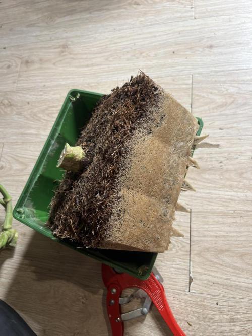 Do si DOS + coffee creamer x 50 dragons. Week 8 - Корни:)