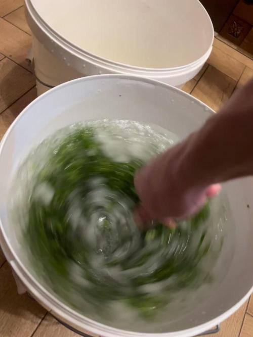 Do si DOS + coffee creamer x 50 dragons