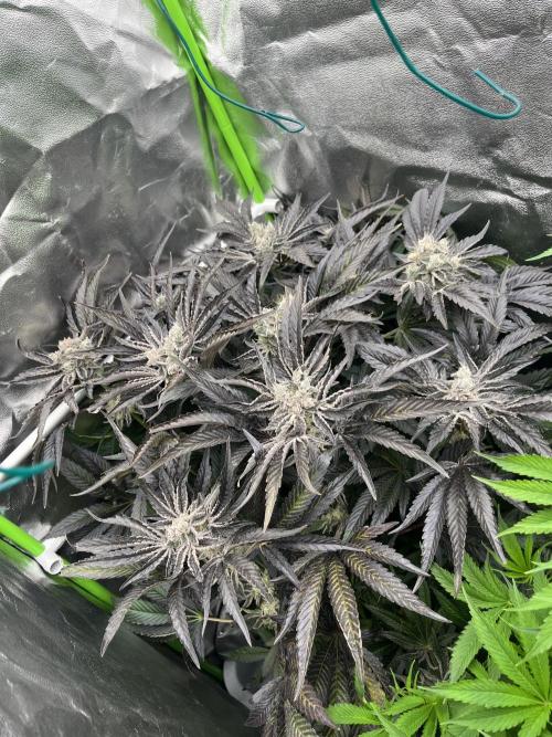 Do si DOS + coffee creamer x 50 dragons. Week 8 - Чернеем
Грэм говорит Кример может