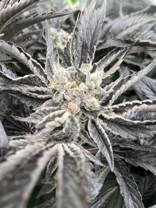 Do si DOS + coffee creamer x 50 dragons. Week 8