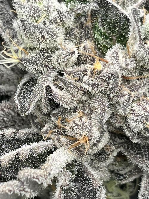 Do si DOS + coffee creamer x 50 dragons. Week 8 - Пару недель еще