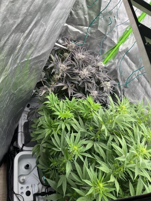 50 dragons + Grandpas deasel. Week 10