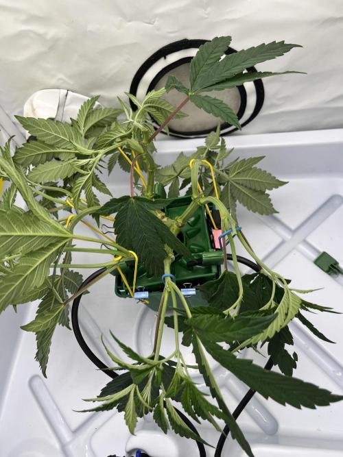 FruitGum UKHTA. Week 6 - Согнул и скропнул