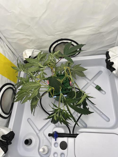 FruitGum UKHTA. Week 6