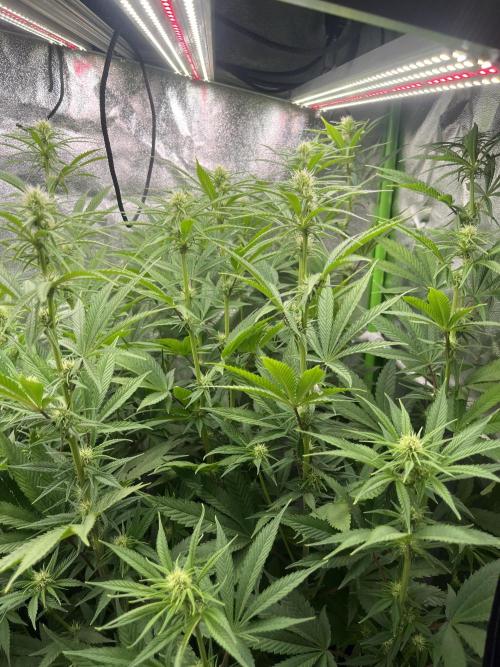 50 dragons + Grandpas deasel. Week 10 - Diesel