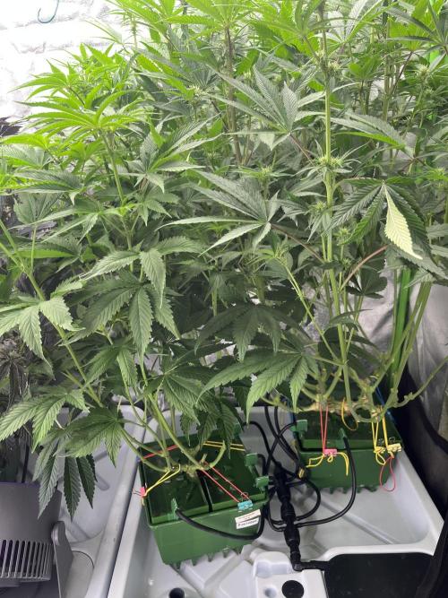 50 dragons + Grandpas deasel. Week 10 - Слева драконы