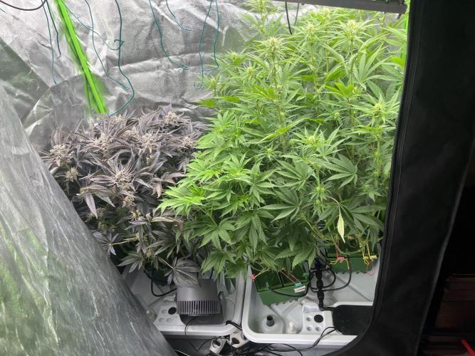 50 dragons + Grandpas deasel. Week 10 - Общий