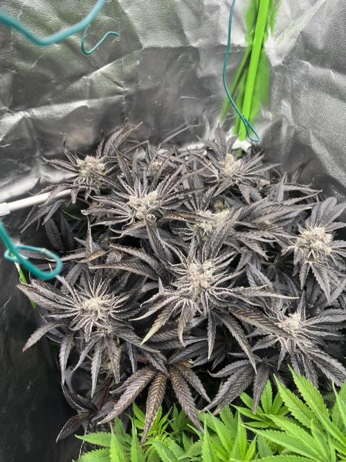 Do si DOS + coffee creamer x 50 dragons. Week 9