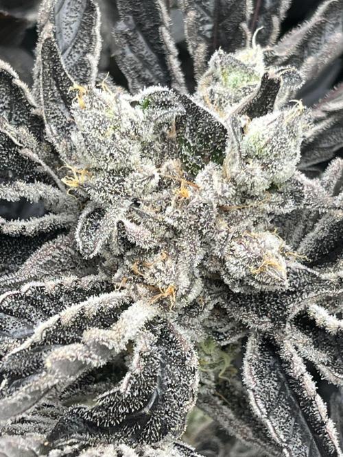 Do si DOS + coffee creamer x 50 dragons. Week 9