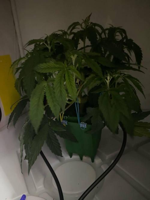 FruitGum UKHTA. Week 6 - Отошел