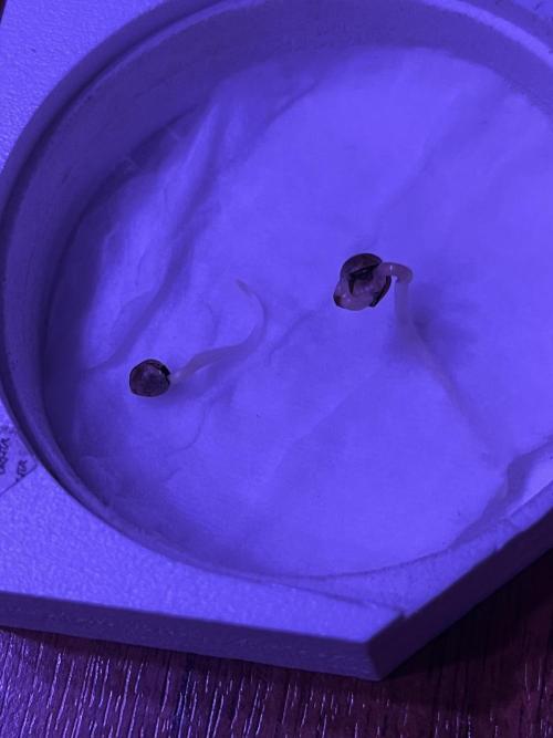 KIWI Sample. Week 0 - Сутки в воде, сутки в дисках
Никогда не видел, такой стремительный рост