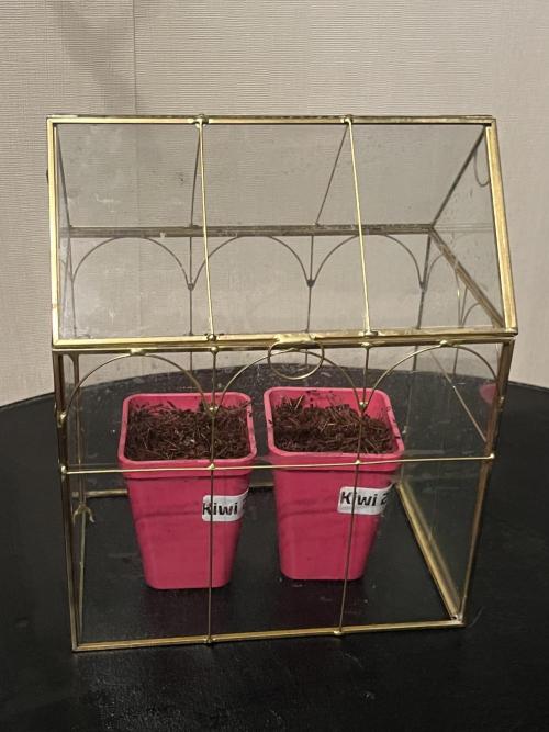 KIWI Sample. Week 0 - Парничок