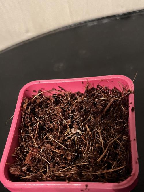 KIWI Sample. Week 0 - посадка