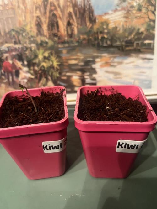 KIWI Sample. Week 0 - Выползли через сутки после посадки
Пару дней так и после в реверс