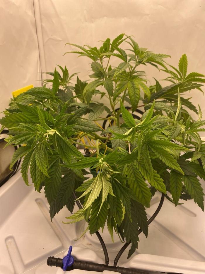 FruitGum UKHTA. Week 7 - Поехали!