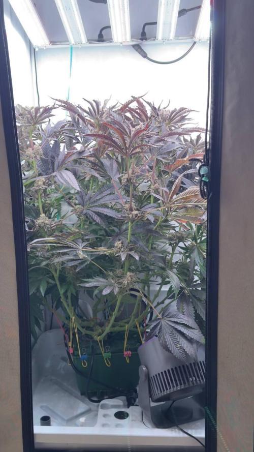 Do si DOS + coffee creamer x 50 dragons. Week 10