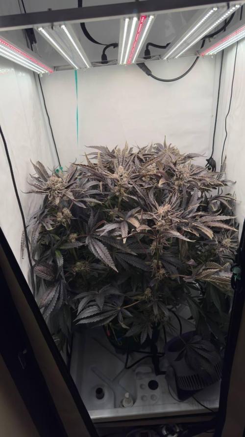 Do si DOS + coffee creamer x 50 dragons. Week 10