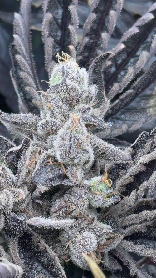 Do si DOS + coffee creamer x 50 dragons. Week 10