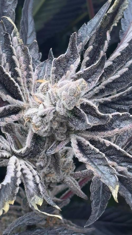 Do si DOS + coffee creamer x 50 dragons. Week 10