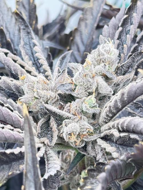 Do si DOS + coffee creamer x 50 dragons. Week 10