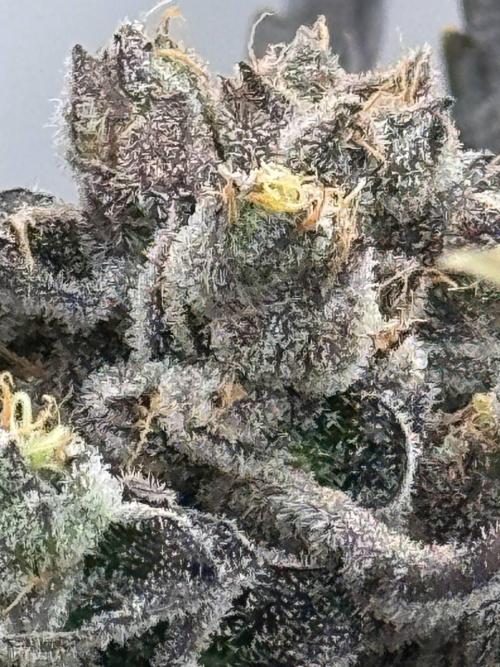 Do si DOS + coffee creamer x 50 dragons. Week 10