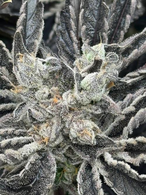 Do si DOS + coffee creamer x 50 dragons. Week 10