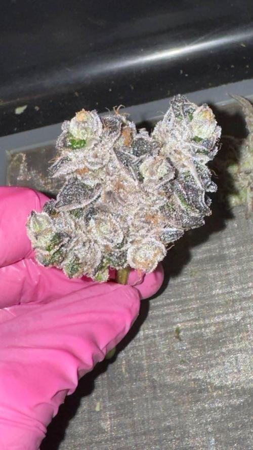 Do si DOS + coffee creamer x 50 dragons. Week 10