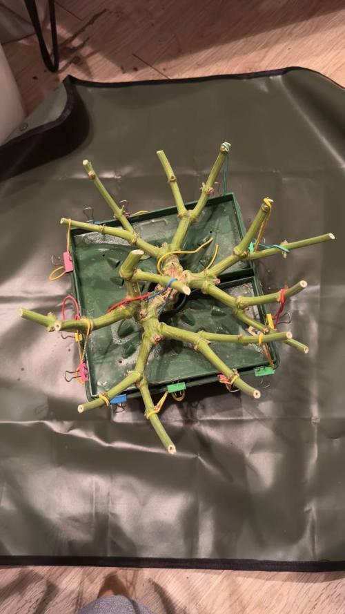 Do si DOS + coffee creamer x 50 dragons. Week 10