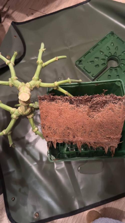 Do si DOS + coffee creamer x 50 dragons. Week 10