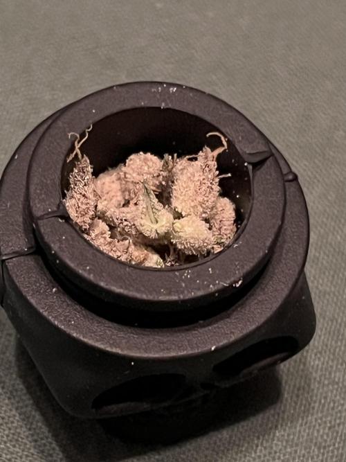 Do si DOS + coffee creamer x 50 dragons. Week 10 - Ништячки