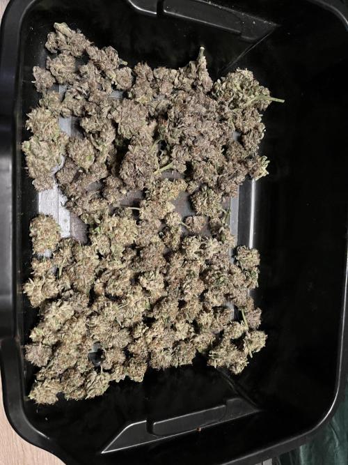 Do si DOS + coffee creamer x 50 dragons. Week 10 - 120 сухих. 5гр исолятора