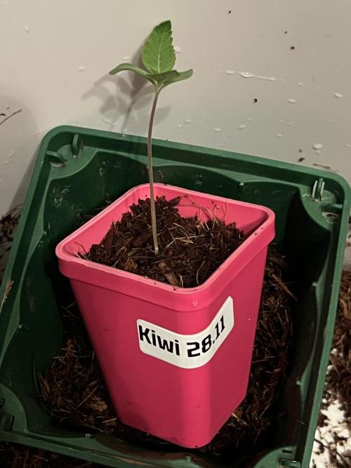 KIWI Sample. Week 1 - Дал вытянуться