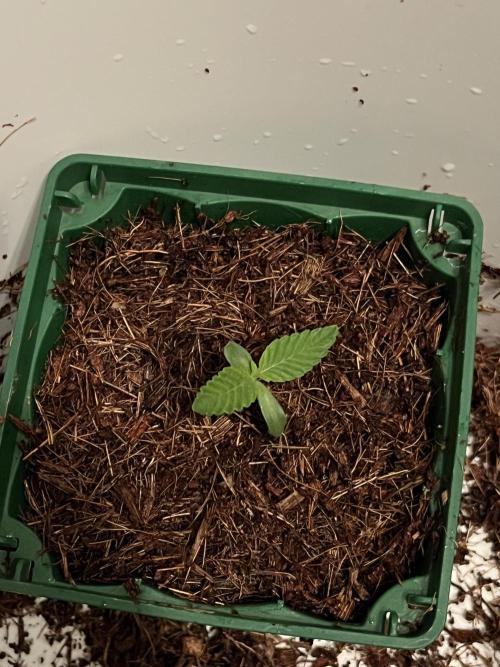 KIWI Sample. Week 1 - Сложил спиралью корень