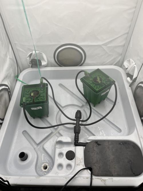 KIWI Sample. Week 1 - Красота