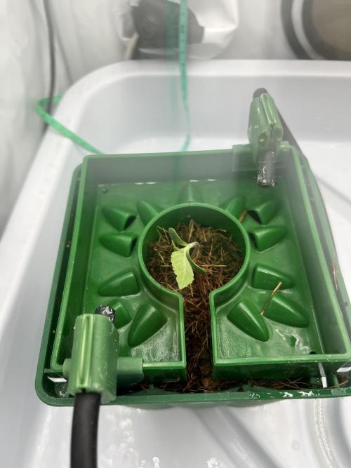 KIWI Sample. Week 1 - Чуть загнулся, наклонился в мелком горшке