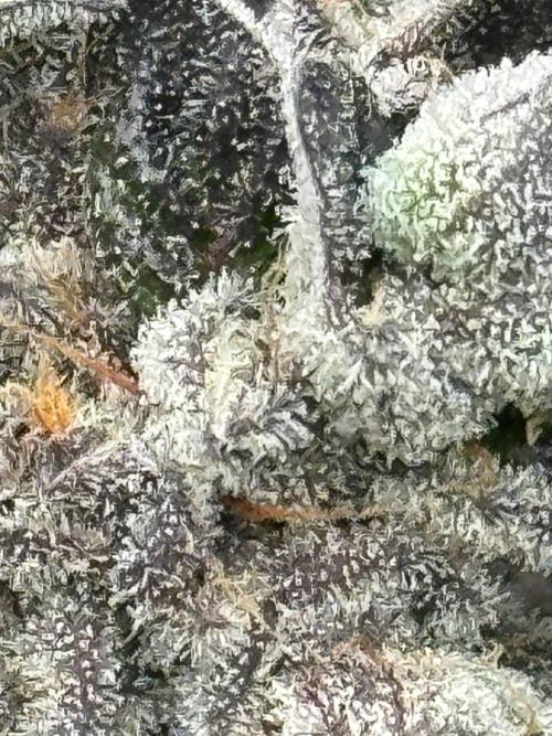 Do si DOS + coffee creamer x 50 dragons. Week 10 - Не дожидался особо янтарных