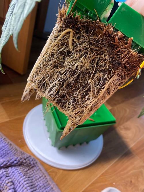 FruitGum UKHTA. Week 8