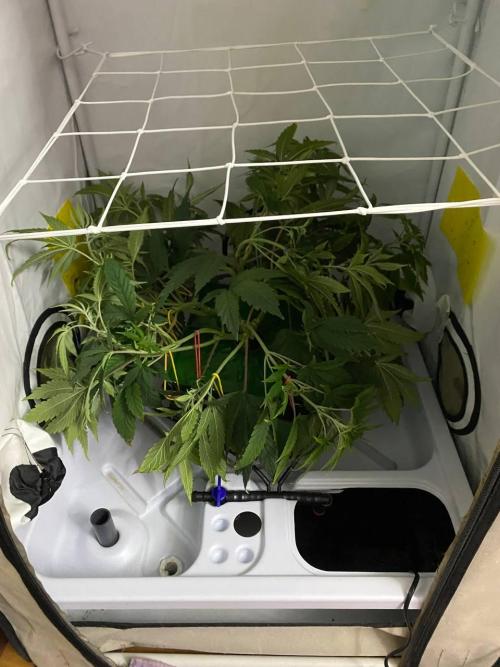 FruitGum UKHTA. Week 8