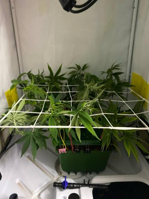 FruitGum UKHTA. Week 8