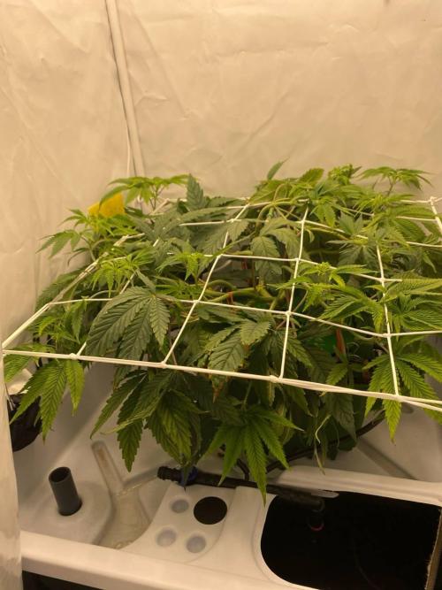 FruitGum UKHTA. Week 8