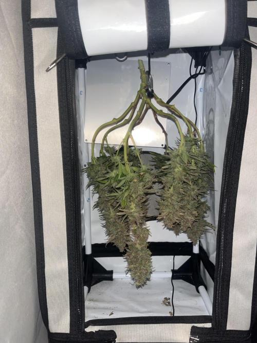 Красная стрела. Week 10